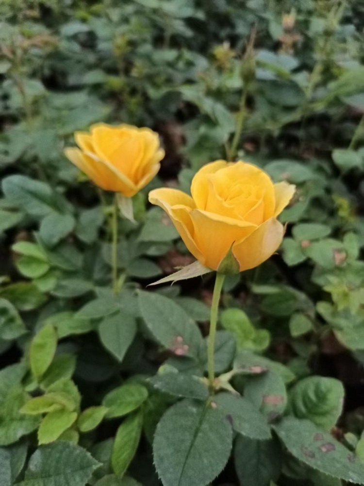 聚花月季价格 大花月季 欣美园艺
