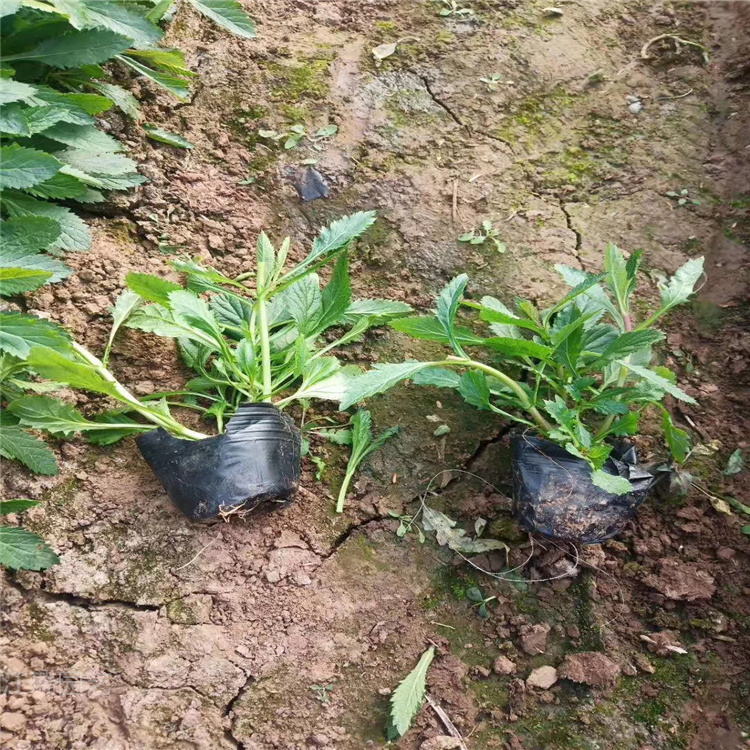 山东马鞭草杯苗价格  马鞭草小苗基地 纯一手货源