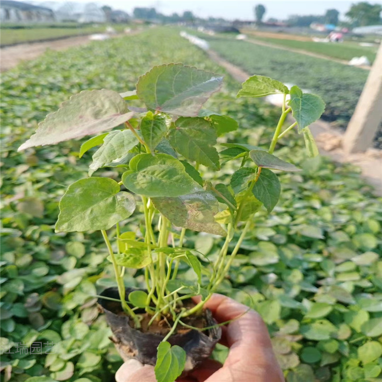 大花秋葵价格 大花秋葵基地 大花秋葵基地自销 江瑞花卉