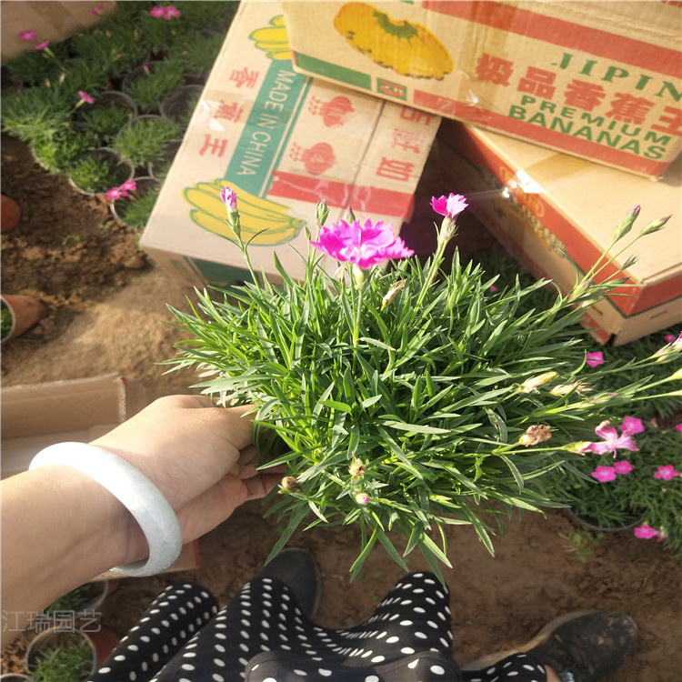 青州欧石竹价格 绿化草坪欧石竹基地 宿根欧石竹批发 苗圃直供欧石竹