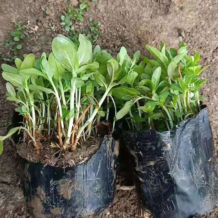 千屈菜 千屈菜小苗 山东千屈菜小苗大量供应