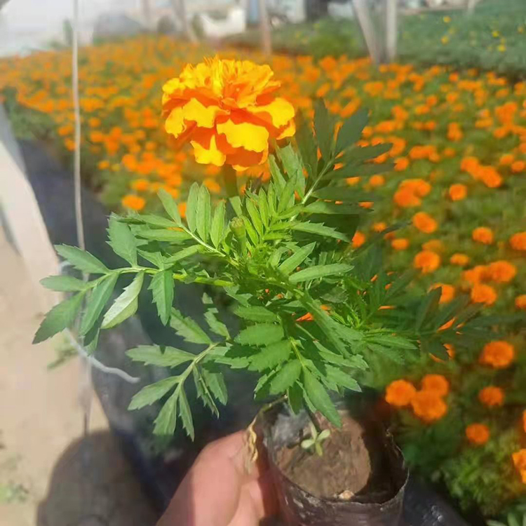 黄色盆栽孔雀草 孔雀草种苗 基地大量批发孔雀草