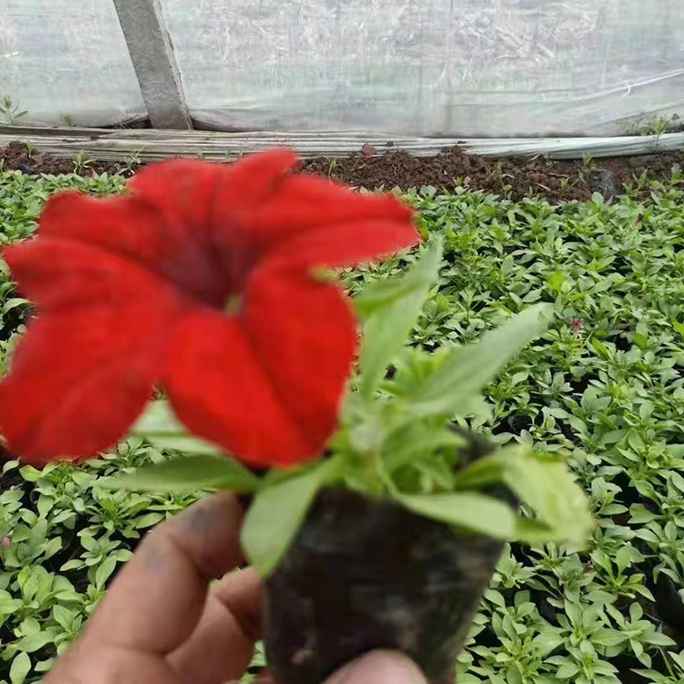 矮牵牛批发 基地销售矮牵牛 矮牵牛花苗 大量供应