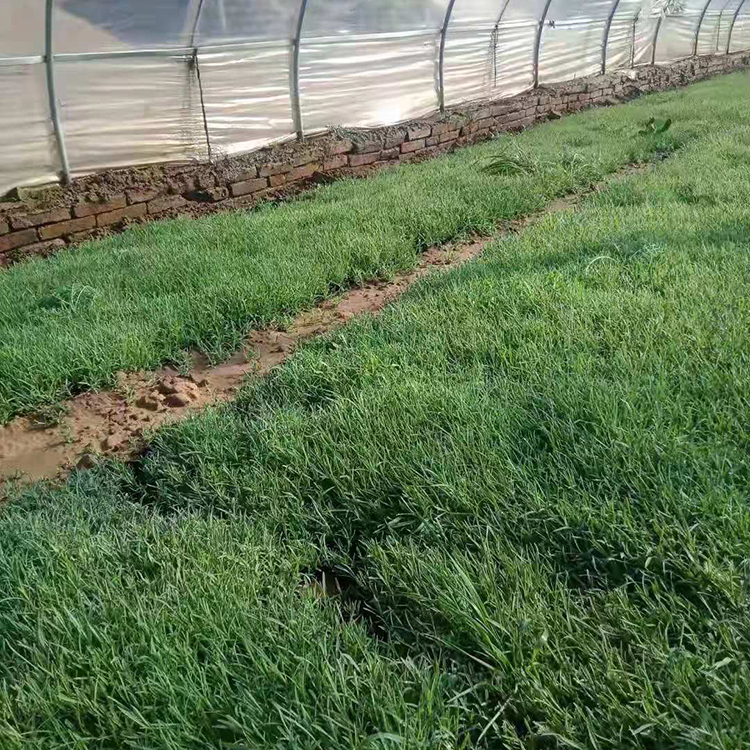 地被石竹供货商 地被石竹小苗 多年生草本植物 