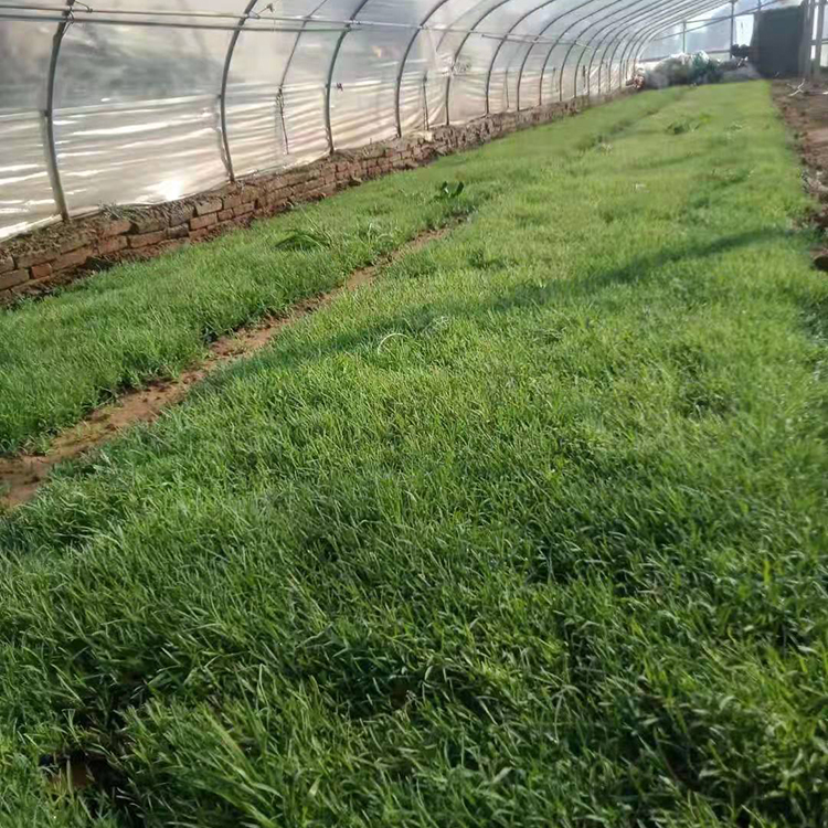 地被石竹 常绿草本植物 花期长 喜光 耐寒 耐旱 有清香