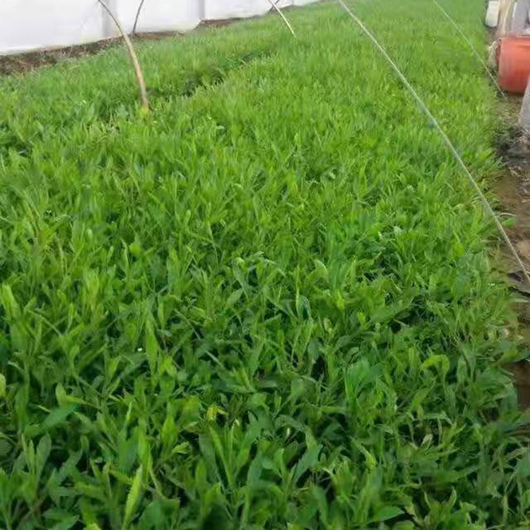 柳叶马鞭草价格 柳叶马鞭草花海 山东柳叶马鞭草