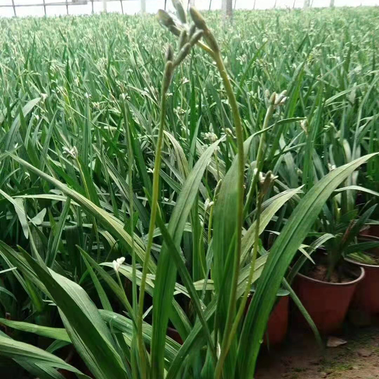 铭瀚  香雪兰土培  当年开花  室内观赏盆栽香雪兰价格