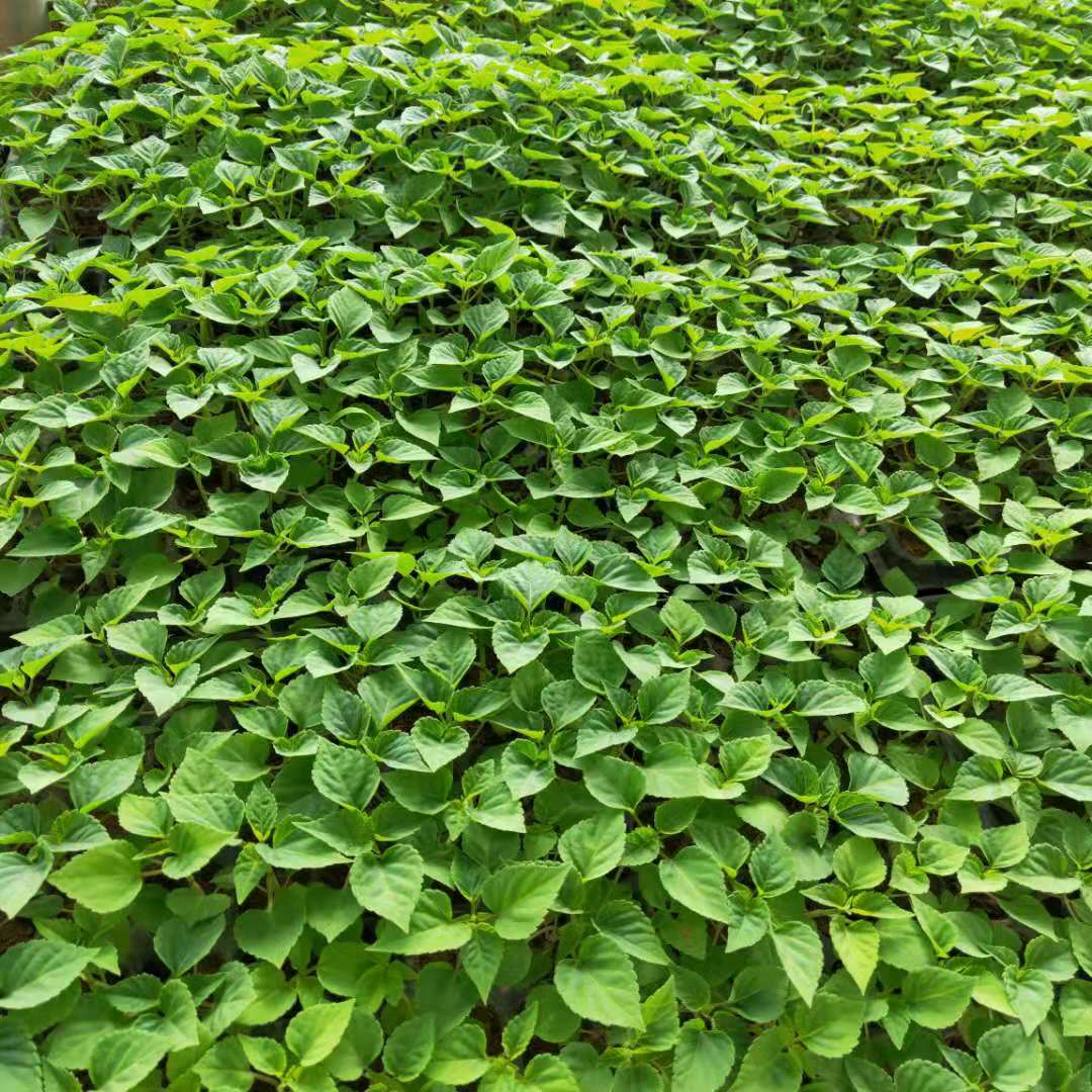 一串红小苗种植季节  一串红苗价格便宜 临朐新大洲花卉基地常年批发各种花卉幼苗 一串红批发