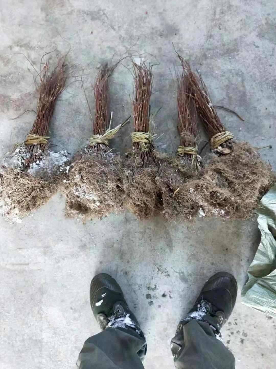 辽宁五味子苗基地直销，长期出售价格便宜的五味子苗，五味子苗价格咨询