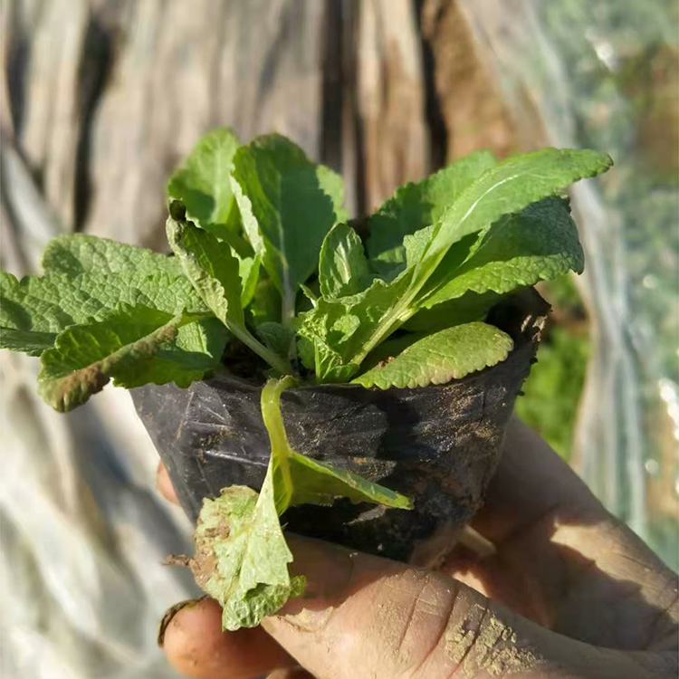 马鞭草小苗供应商 移栽易成活 养护简单  设计花海造型等