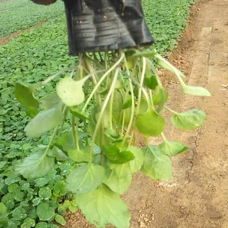 护坡绿化植物二月兰 诸葛菜 山东鑫杰花海培育基地 二月兰价格