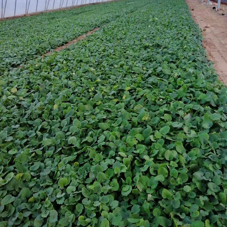 鑫杰出售二月兰小苗   护坡绿化植物二月兰 诸葛菜 