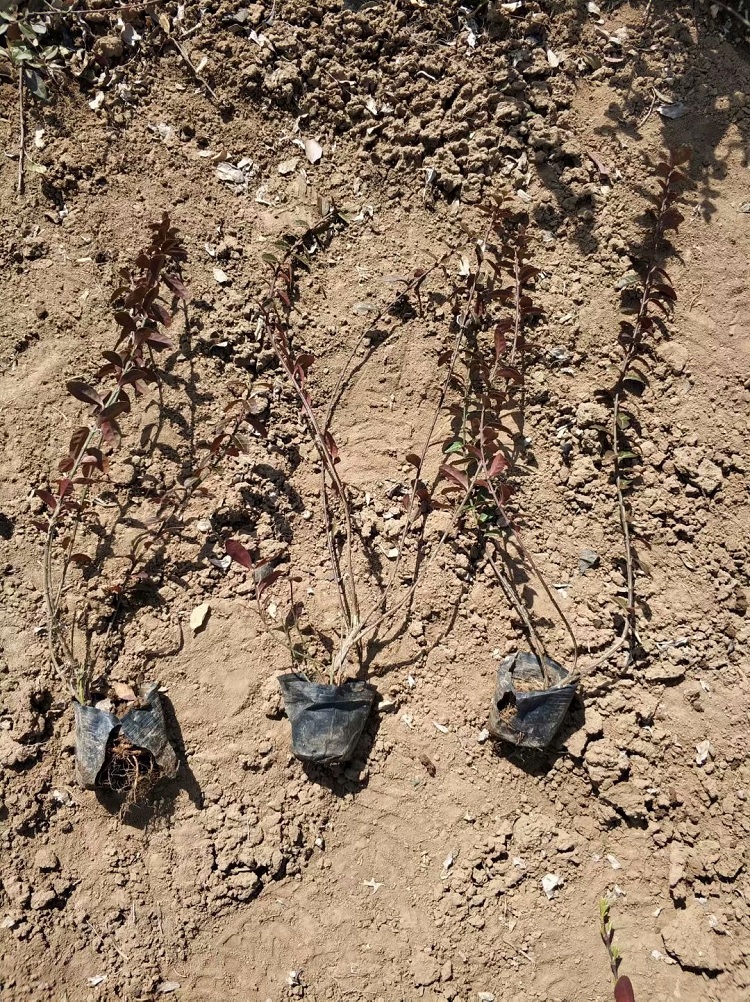 小叶扶芳藤批发基地 爬行卫矛价格