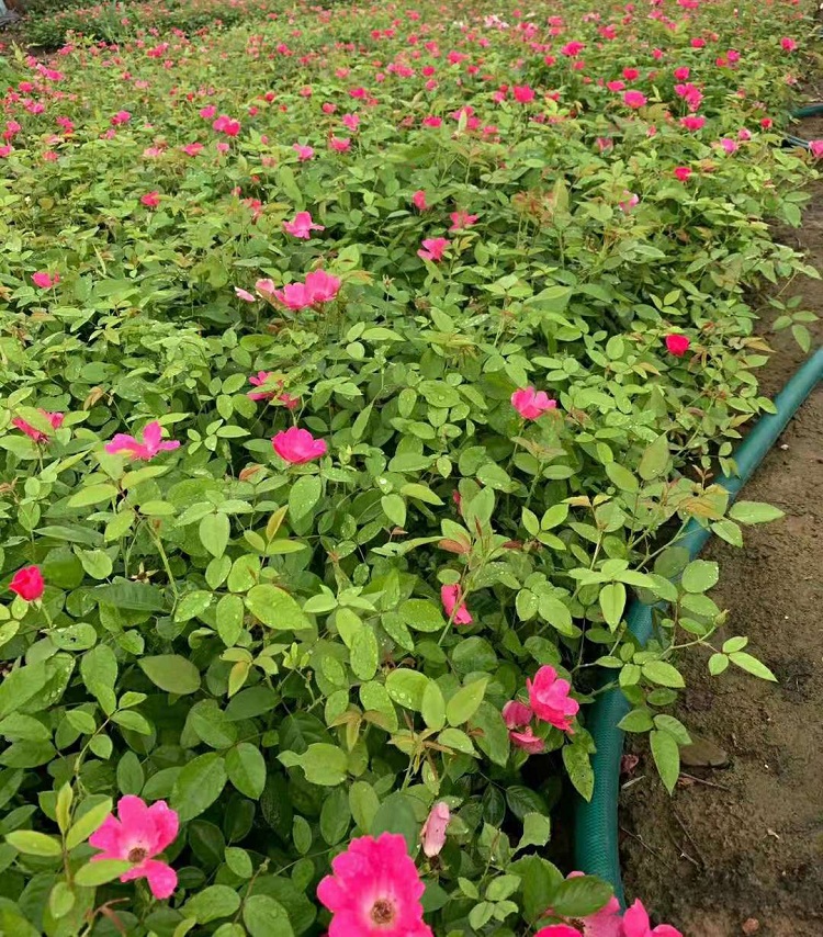 粉花月季批发 丰花月季价格