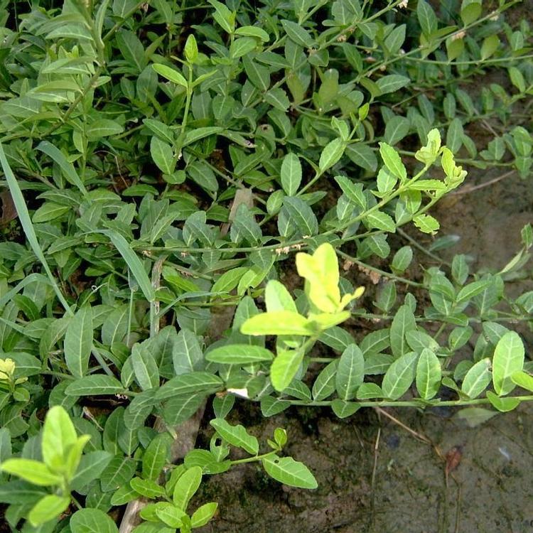 小叶扶芳藤价格 欣美园艺 耐阴常绿地被植物