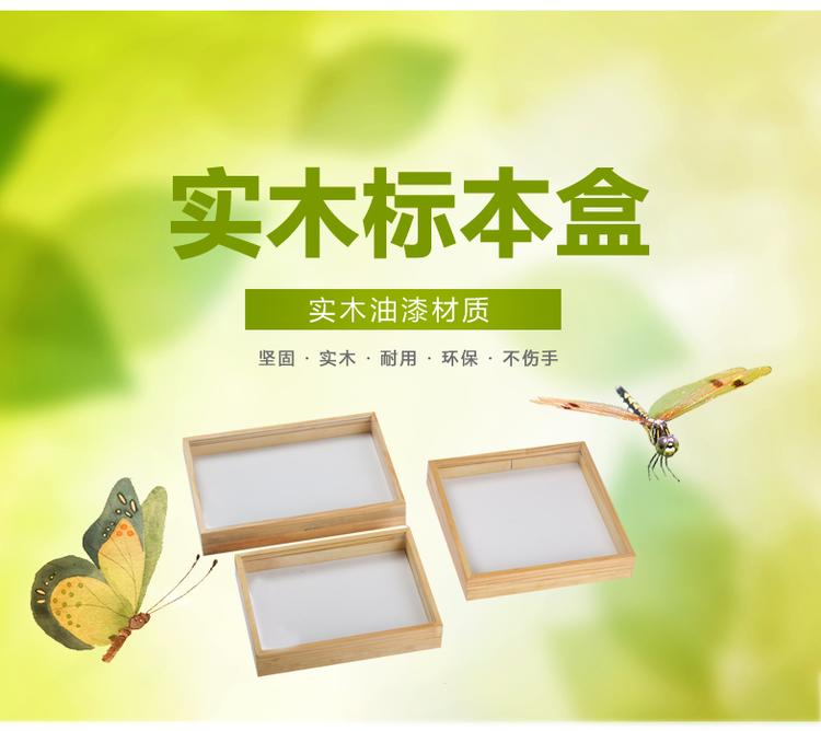 实验室标本盒 昆虫标本盒 定做标本盒