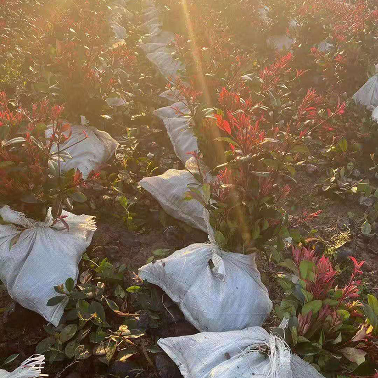 Huifan红叶石楠 公园绿化红叶石楠苗木 大量供应
