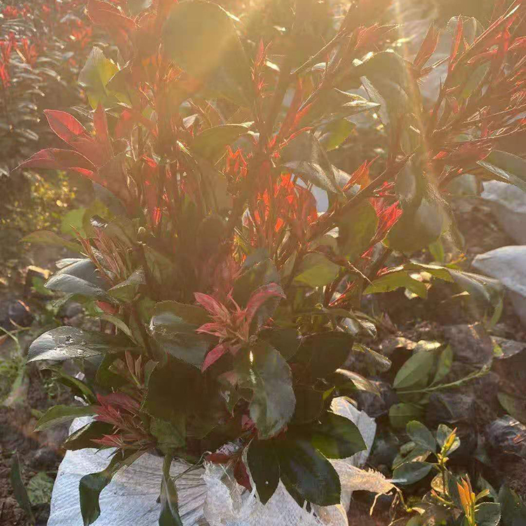 慧帆花卉 红叶石楠价格 批发红叶石楠小苗