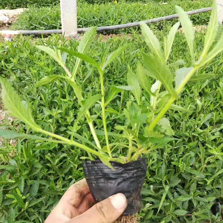 直售柳叶马鞭草 营养钵柳叶马鞭草小苗批发 慧帆