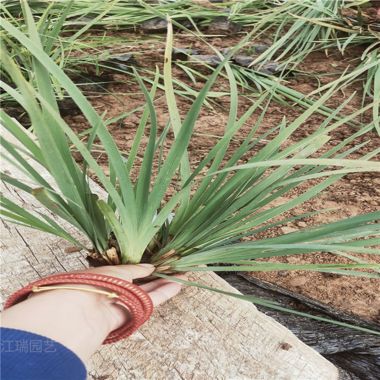 马兰种植批发 马兰花价格 马兰规格 江瑞园艺马兰花现货供应