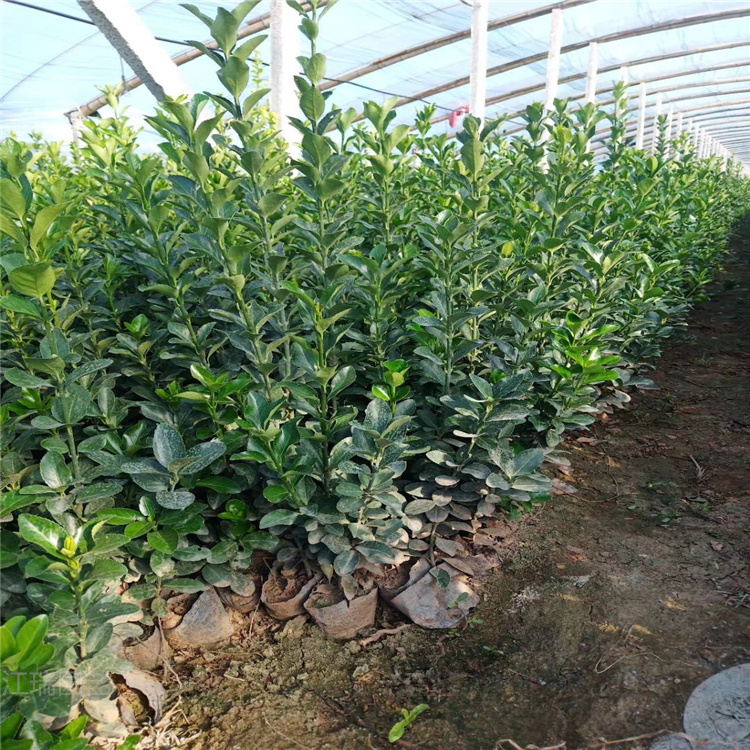 冬青小苗价格 冬青绿篱供应 江瑞苗木基地