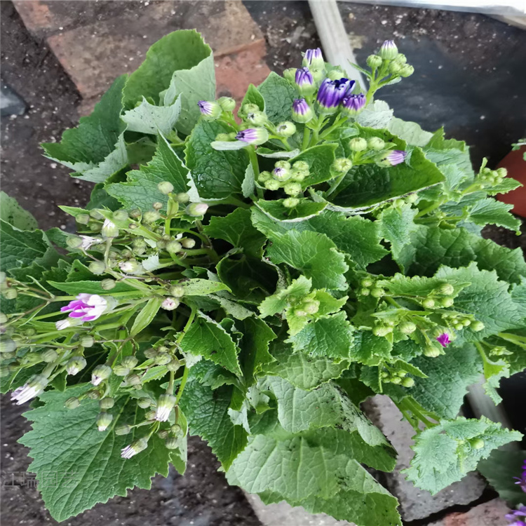 瓜叶菊批发 瓜叶菊价格 青州瓜叶菊种植基地 江瑞花卉