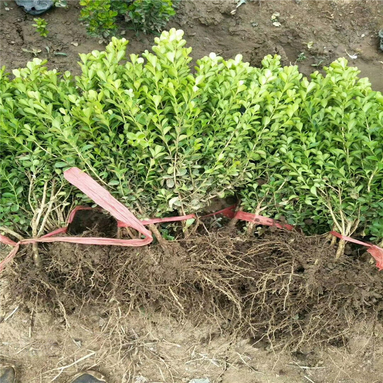 绿化苗木基地 冬青卫矛价格 地栽大叶女贞 盆栽冬青 欢迎致电江瑞园艺咨询
