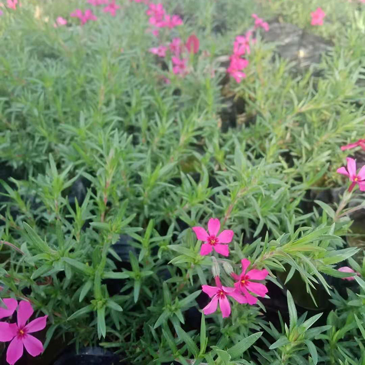 丛生福禄考  福禄考盆栽供应   花坛点缀 室内观赏均可