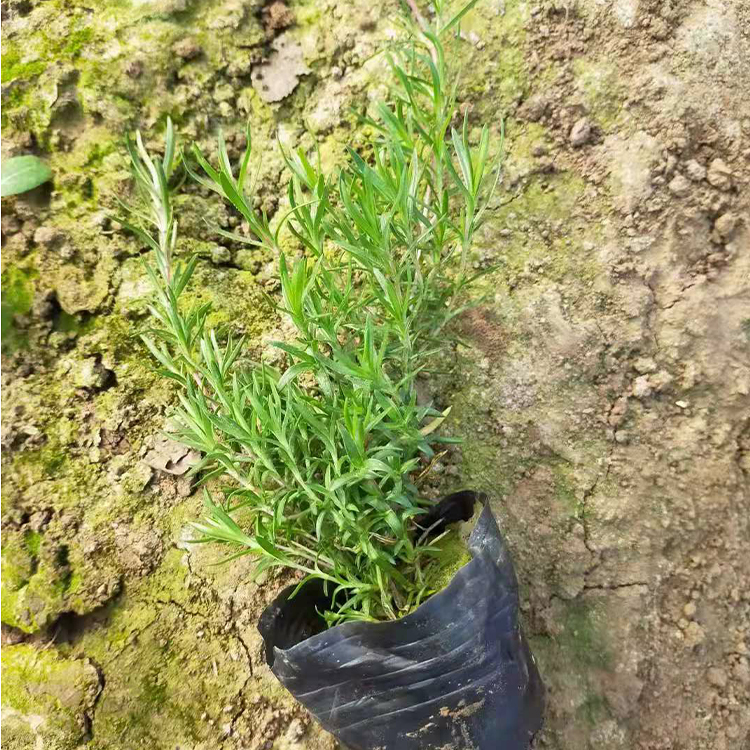 基地直售福禄考小苗 大量供应  宿根福禄考