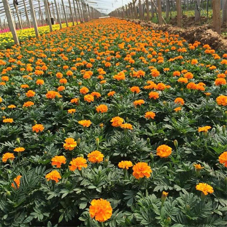 观赏用孔雀草小苗出售 江浩花卉孔雀草小苗价格 量大从优