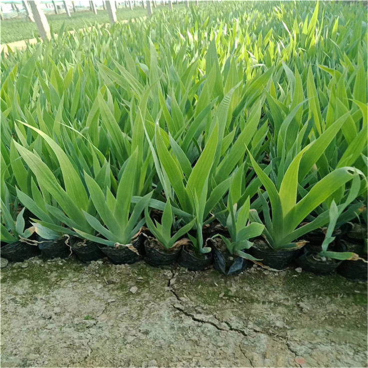 鸢尾现货供应 四季庭院花海鸢尾草花植物 管理粗放
