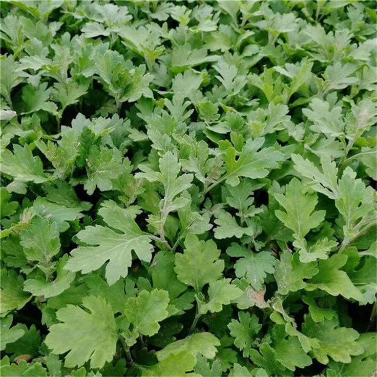  地被菊现货供应 绿化色带用花地被菊绿植 管理粗放