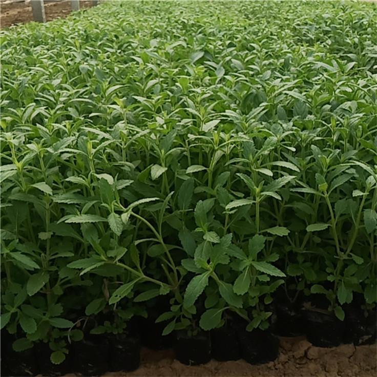 柳叶马鞭草常年供应 阳台室内用花长颈燕尾草花苗 管理粗放