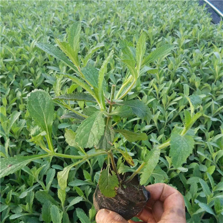 柳叶马鞭草青州花卉基地 绿化景观用花长颈燕尾草黑袋苗 适应性强