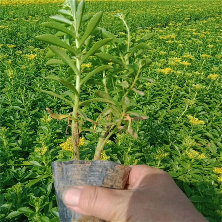 三七景天青州草花 四季庭院花海三七景天种苗 量大从优
