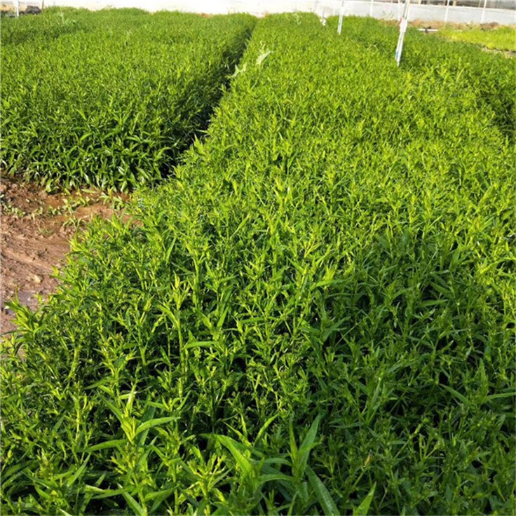    荷兰菊苗圃供应 室外庭院用花荷兰菊小苗 管理粗放