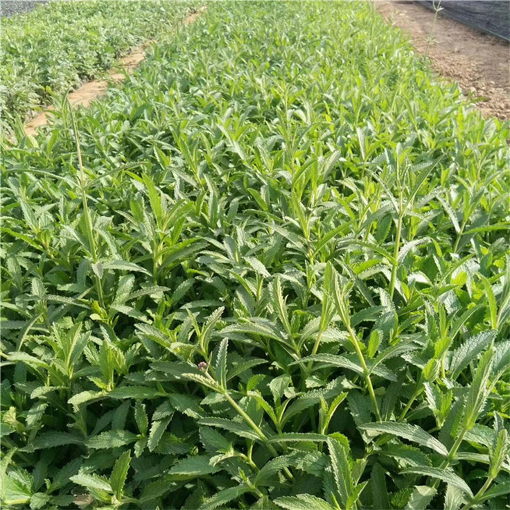 柳叶马鞭草青州花卉基地 花镜花海苗长颈燕尾草小苗 量大从优