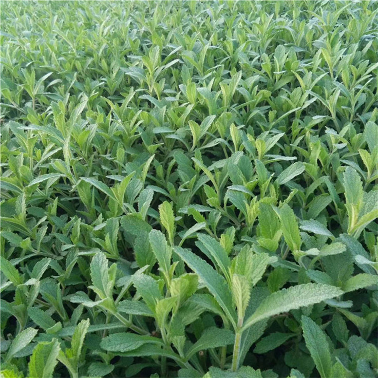  柳叶马鞭草黄楼草花 小区草坪绿化长颈燕尾草营养袋 价格实惠