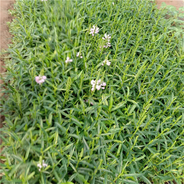 假龙头批发销售 不怕冻的草花假龙头绿植 易成活
