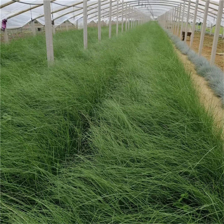  粉黛乱子草花卉 毛芒乱子草别墅用苗 现货供应