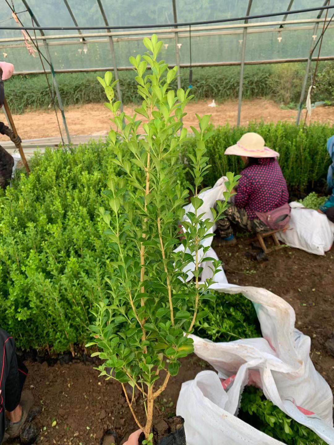 瓜子黄杨价格   瓜子黄杨批发  青州草花基地   草花批发