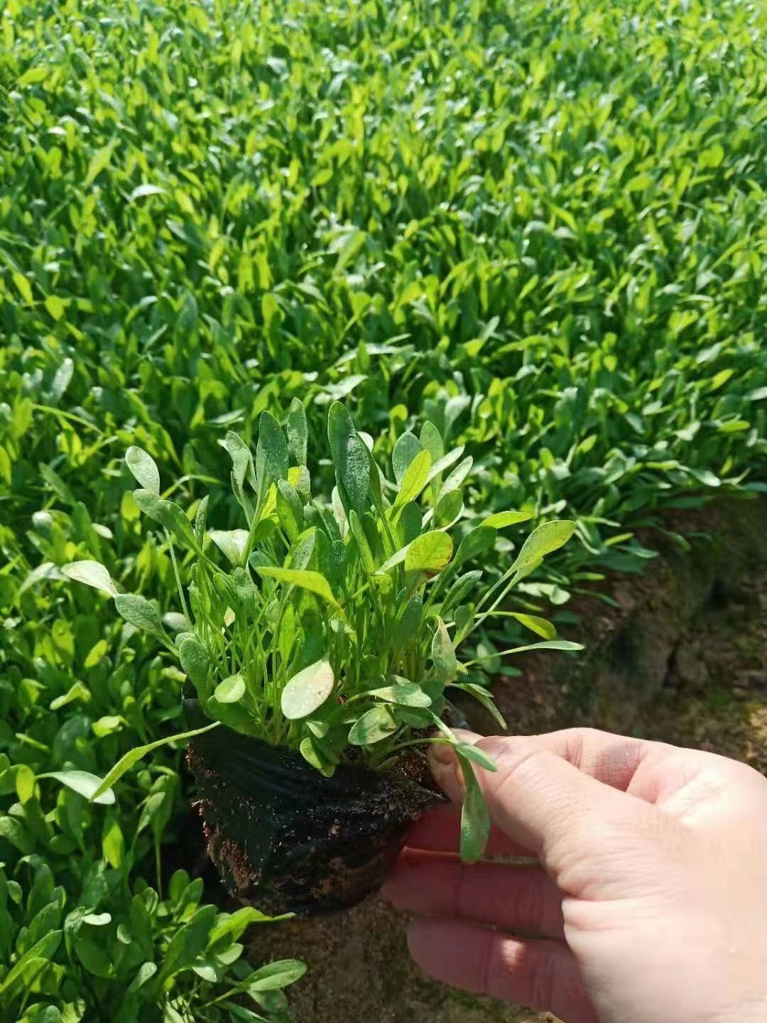 金鸡菊价格    金鸡菊批发    金鸡菊极地青州草花基地