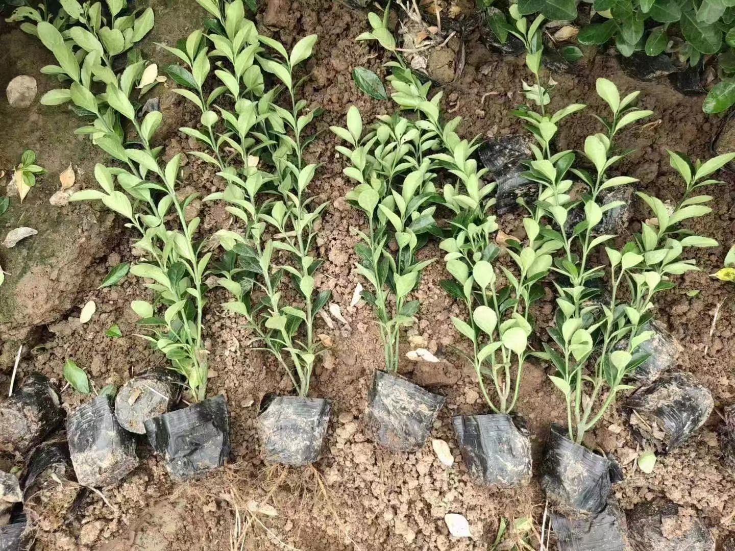 大叶黄杨价格   冬青杯苗   大叶黄杨批发山东草花基地