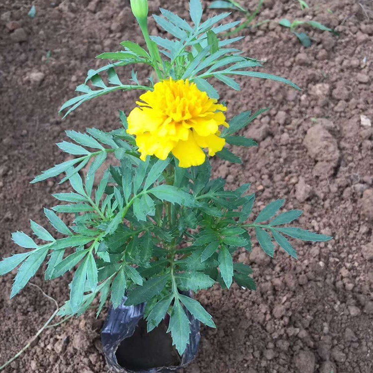 孔雀草小苗 观赏价值高 订购报价 苗圃批发