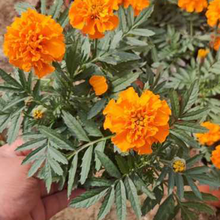 正艳花卉孔雀草 花海绿化 价格优惠