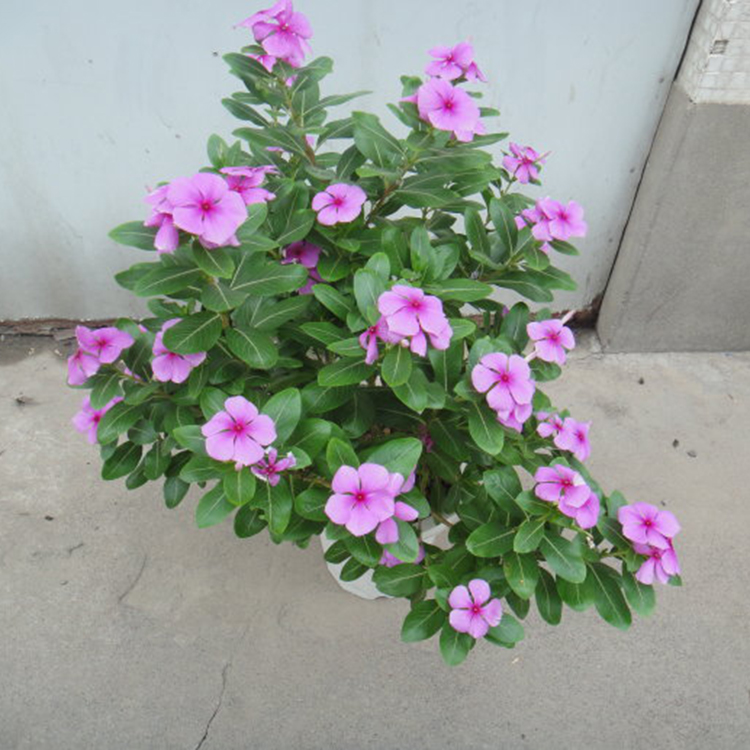 草花租摆长春花   长春花  长春花种植基地  四季常绿,