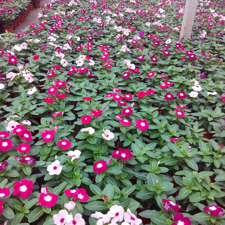 园林花坛植物   长春花报价  天天开小苗基地  养护简单