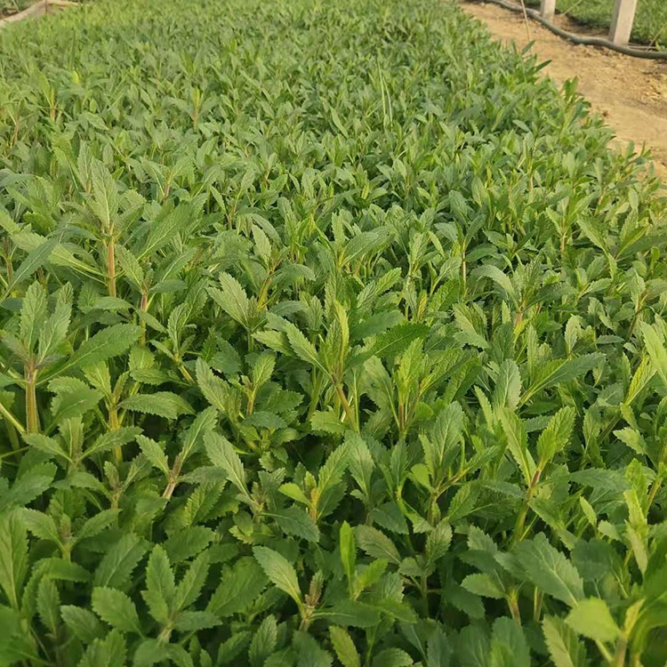 柳叶马鞭草供应商 振玲花卉花海设计