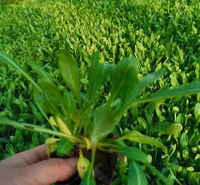网红花海制造天人菊 振玲花卉 天人菊易成活