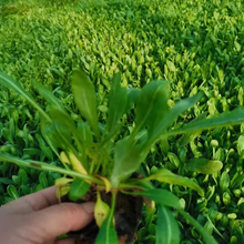 网红花海制造天人菊 振玲花卉 天人菊易成活